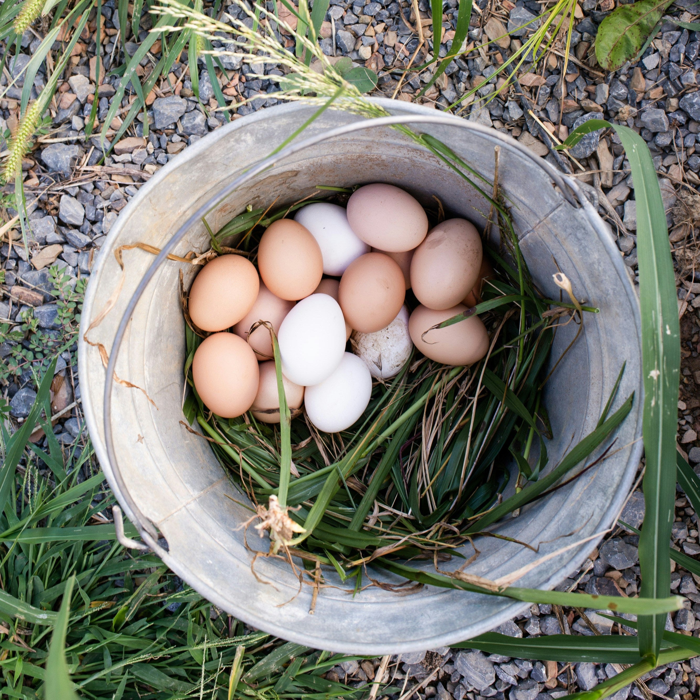 Pasture raised eggs